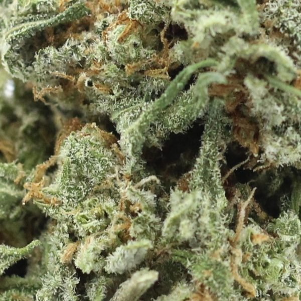 Super Lemon (AA+) $2.96/gram - Image 2